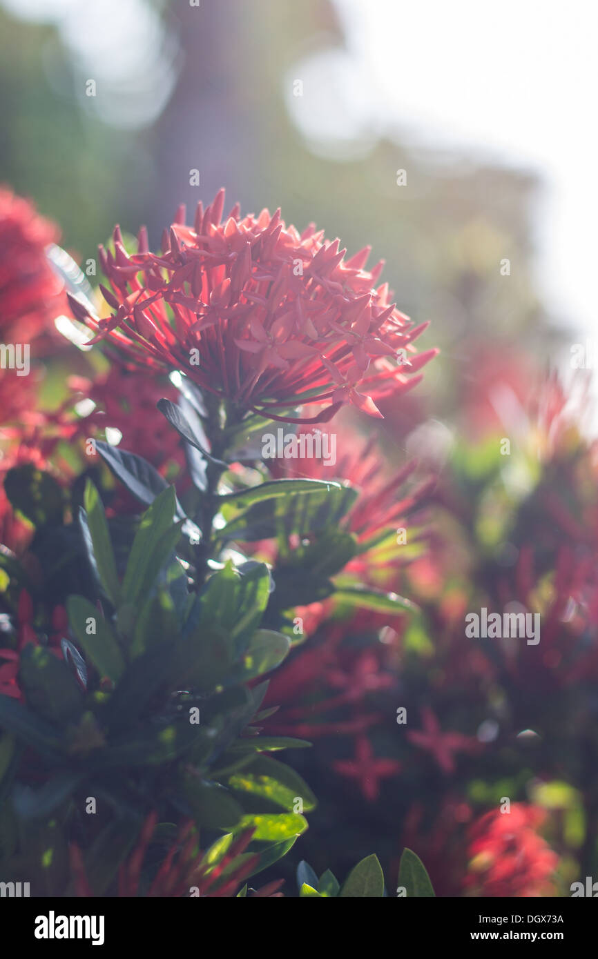 Géranium (Ixora coccinea Jungle) Banque D'Images