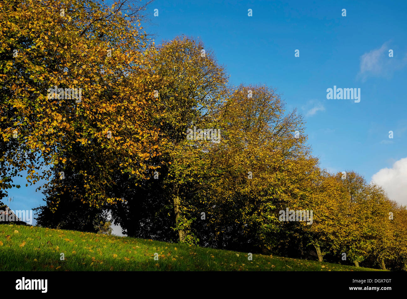 Chester, Cheshire, Royaume-Uni. 27 Oct, 2013. Ciel bleu clair avec du soleil et une légère brise avant l'arrivée de la tempête forecast à arriver plus tard dans la journée. Crédit : Andrew Paterson/Alamy Live News Banque D'Images
