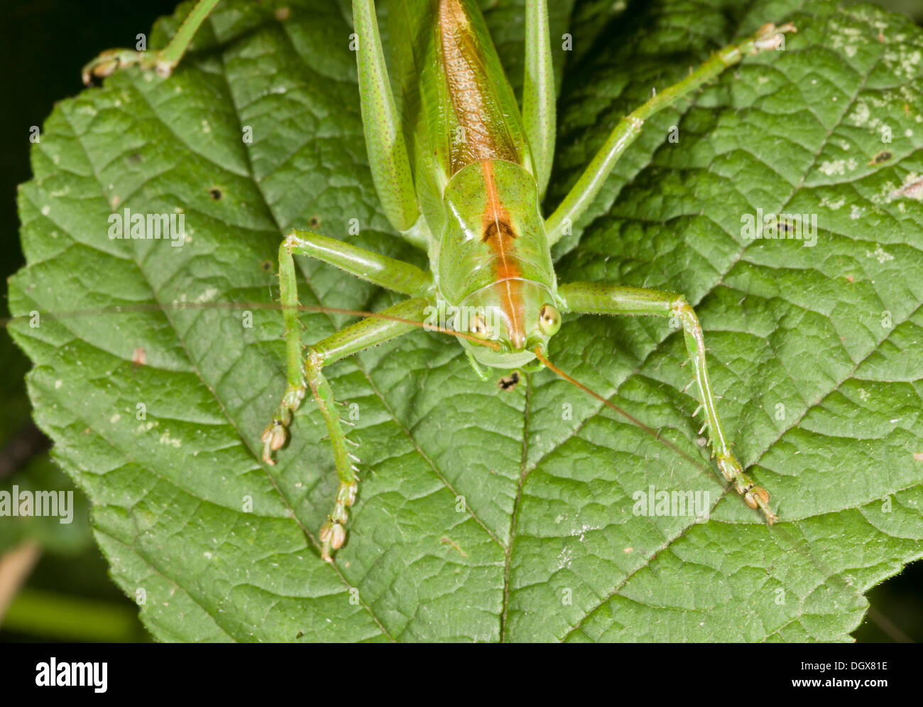 Une grande femelle green bush-cricket, Tettigonia viridissima Banque D'Images