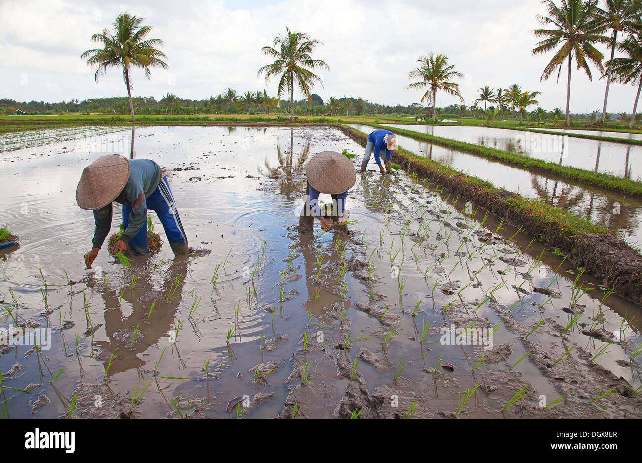 Champs de riz, préparé pour le riz. Bali, Indonésie Banque D'Images