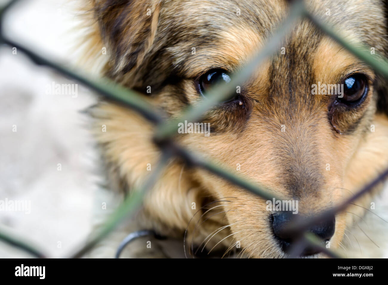 Libre d'une cage de chien Banque D'Images