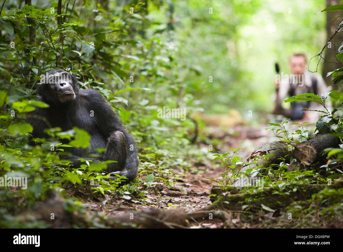 La recherche sur la communication animale avec un groupe d'habitués, les chimpanzés (Pan troglodytes chimpanzé commun), dans la Budongo Banque D'Images