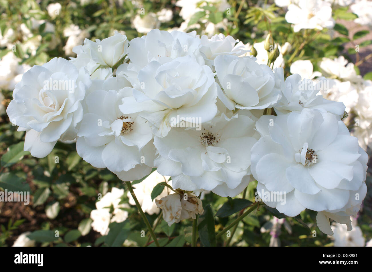 Bouquet de roses blanches Banque D'Images Bouquet de roses blanches Banque D'Images