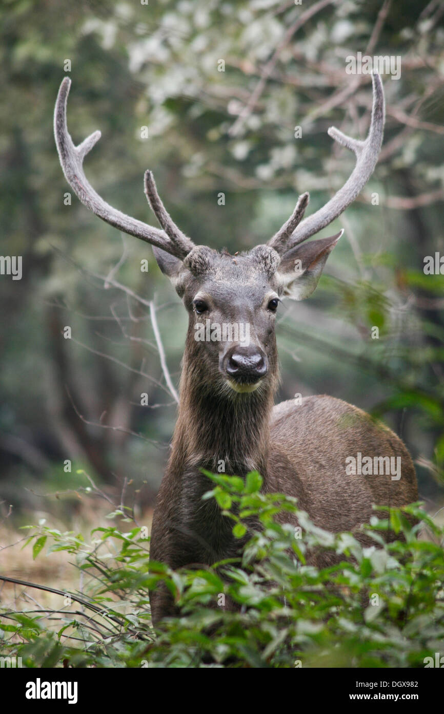 Cerfs Sambar (Rusa unicolor), STAG, le parc national de Ranthambore, Sawai Madhopur Distrikt, Rajasthan, Inde Banque D'Images