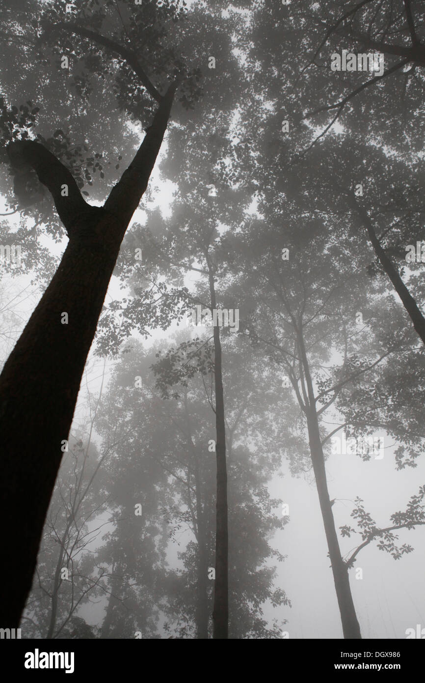 Arbres dans le brouillard, Chengdu, Chine, République populaire de Chine Banque D'Images