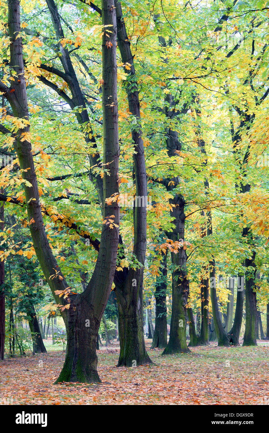 Rangée de vieux chênes en couleurs d'automne Quercus rubra Banque D'Images