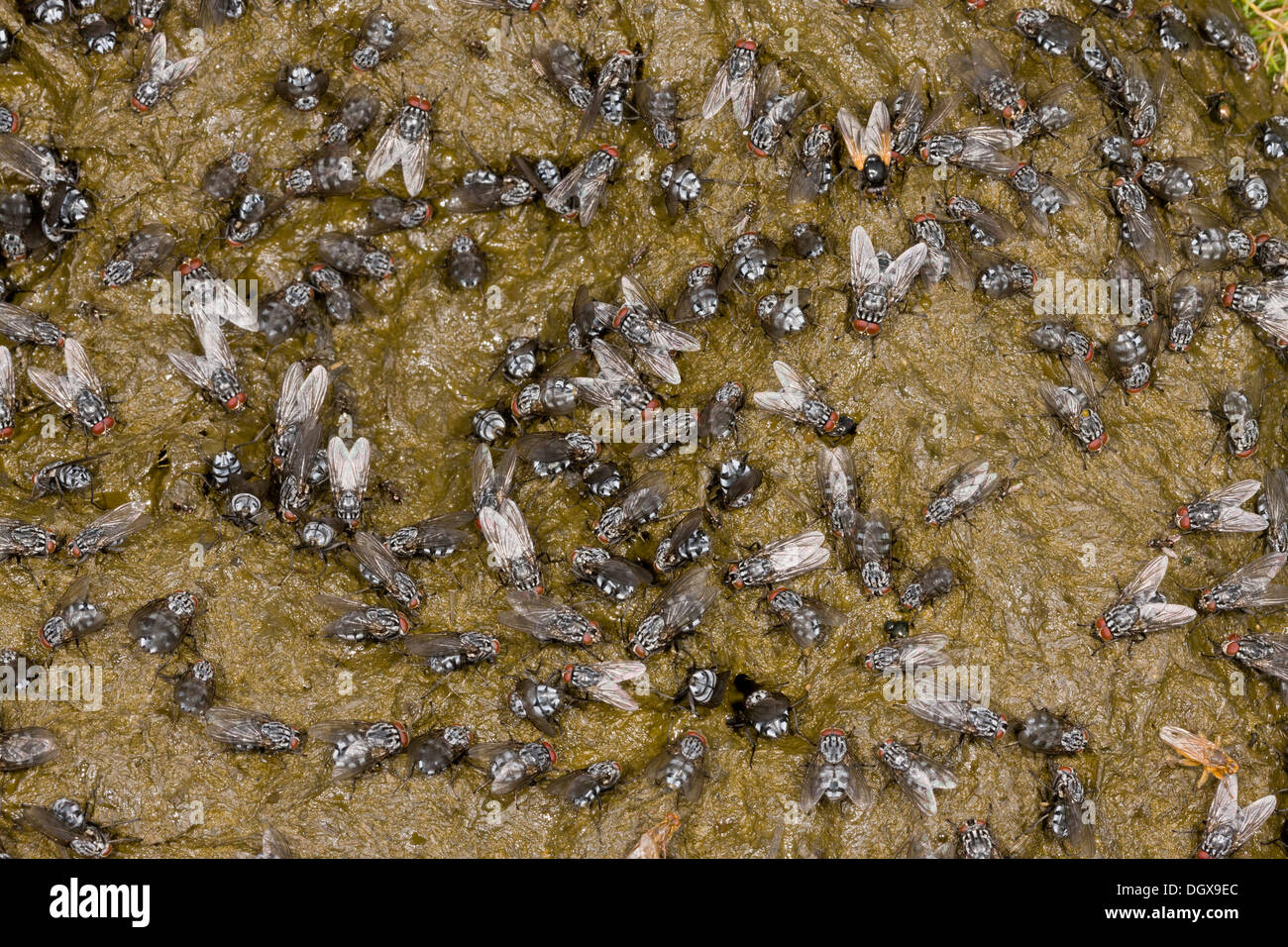 La bouse de vache fortement couverte de mouches, principalement une chair-fly Sarcophaga sp, Midi les mouches et Dung-mouches. Auvergne, France. Banque D'Images