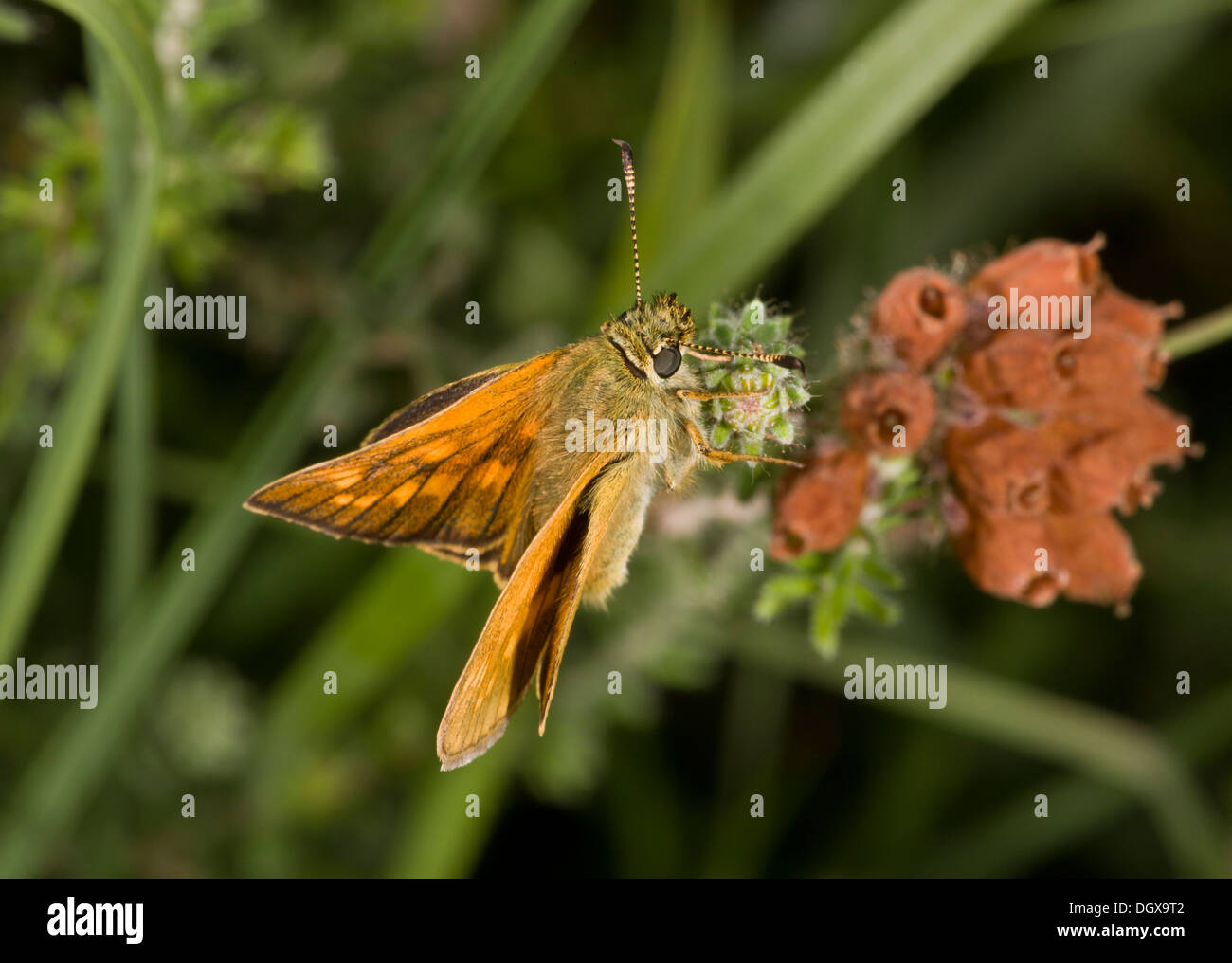Grand Patron papillon, Ochlodes sylvanus en contre-leaved Heath. Banque D'Images