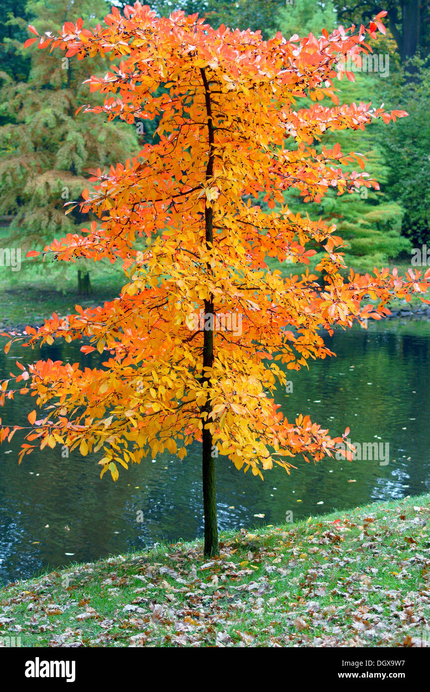 Arbre d'automne avec riche feuillage jaune et rouge Banque D'Images
