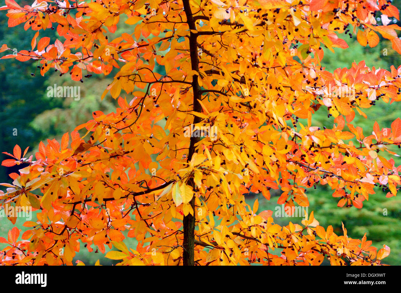 Arbre d'automne avec riche feuillage jaune et rouge Banque D'Images