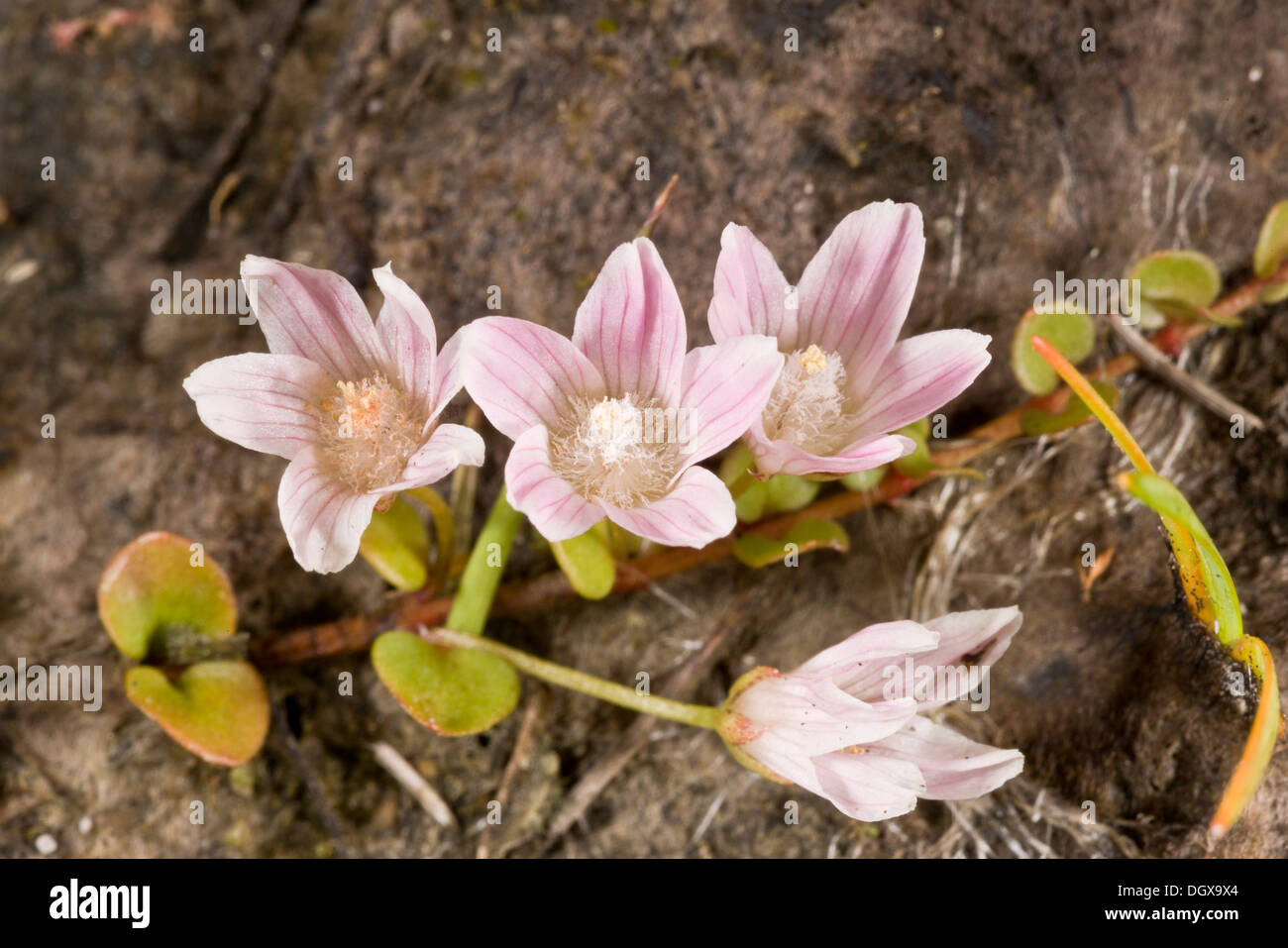 Bog Pimpernel, Anagallis tenella, en fleurs ; lande du Dorset. Banque D'Images