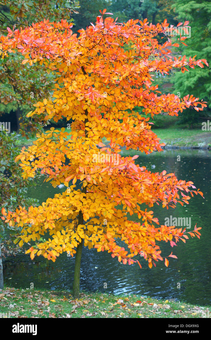 Arbre d'automne avec riche feuillage jaune et rouge Banque D'Images