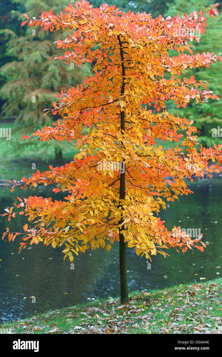 Arbre d'automne avec riche feuillage jaune et rouge Banque D'Images