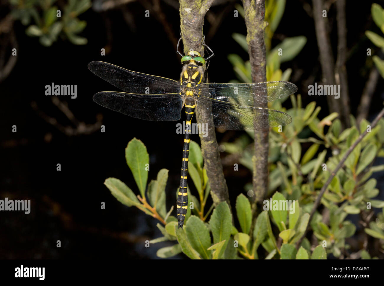 Goldenring masculin commun / Dragonfly à anneau doré, Cordulegaster boltonii perchée par le ruisseau. Banque D'Images