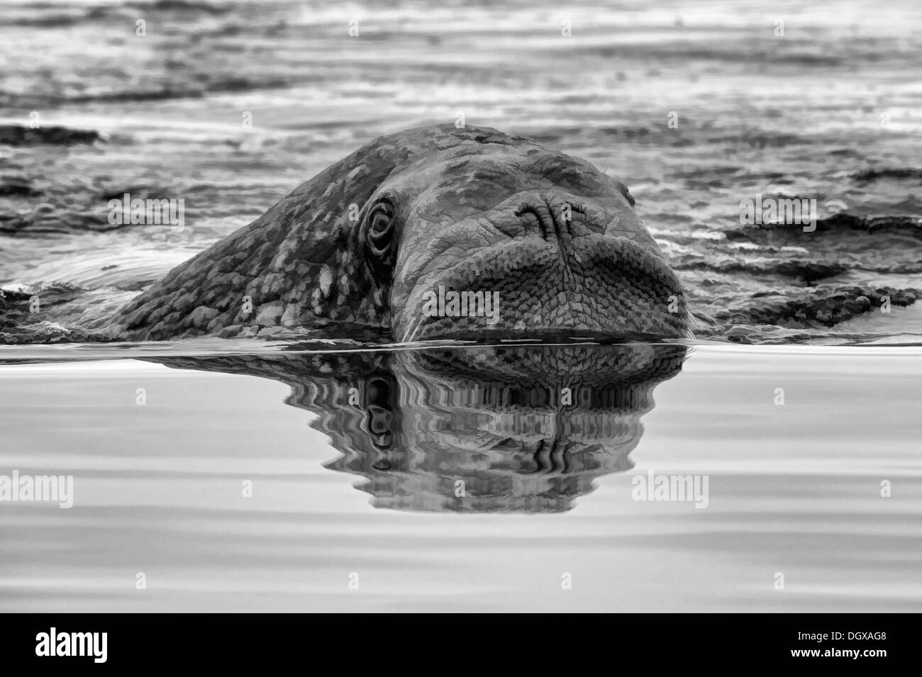 Le morse (Odobenus rosmarus) dans l'eau, Krassine Bay, l'île Wrangel, Chuckchi Mer, Tchoukotka, Extrême-Orient russe Banque D'Images