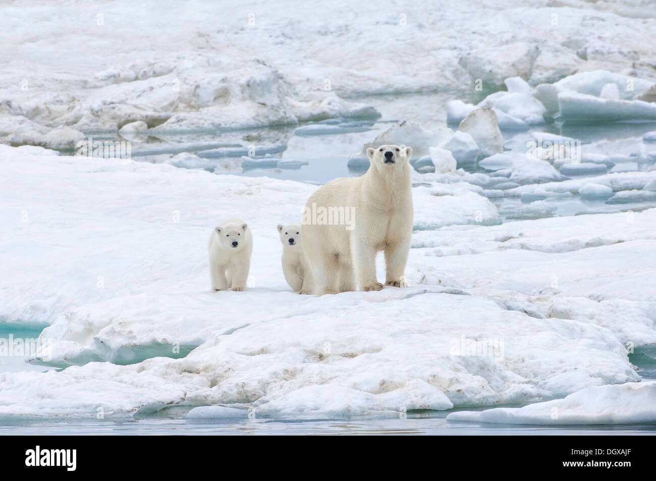 Mère ours polaire avec deux oursons (Ursus maritimus), l'île Wrangel, Chuckchi Mer, Tchoukotka, Extrême-Orient russe Banque D'Images