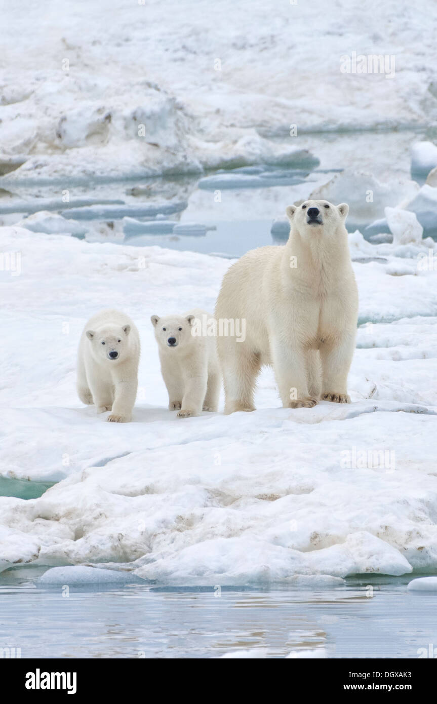 Mère ours polaire avec deux oursons (Ursus maritimus), l'île Wrangel, Chuckchi Mer, Tchoukotka, Extrême-Orient russe Banque D'Images