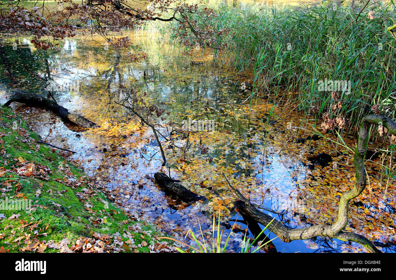 Ancien lit de la rivière Odra sauvages à l'automne de Basse-silésie Wroclaw Banque D'Images