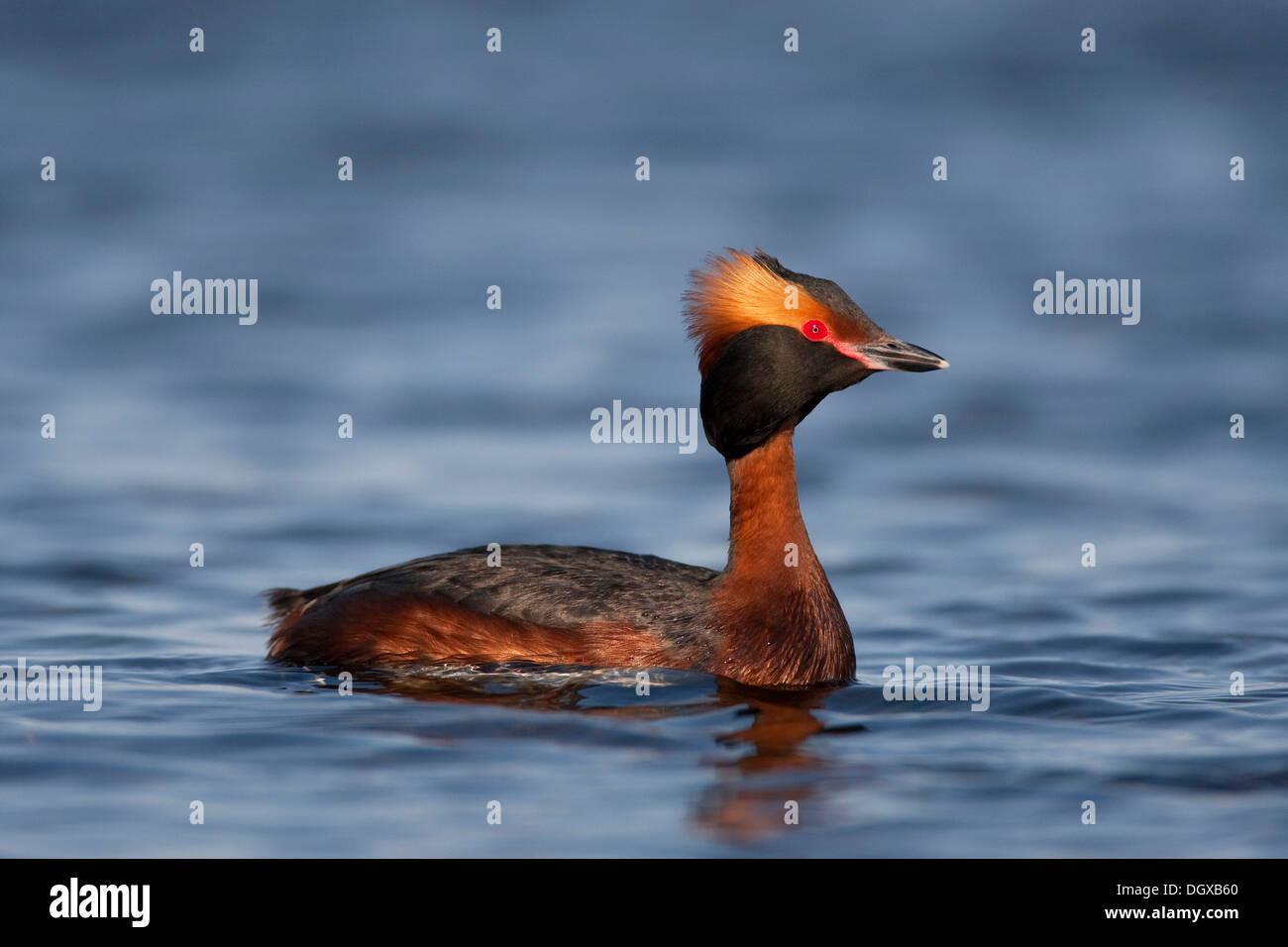 Grèbe esclavon Grèbe de Slavonie ou (Podiceps auritus), Hot bird, Myvatn, Islande, Europe Banque D'Images