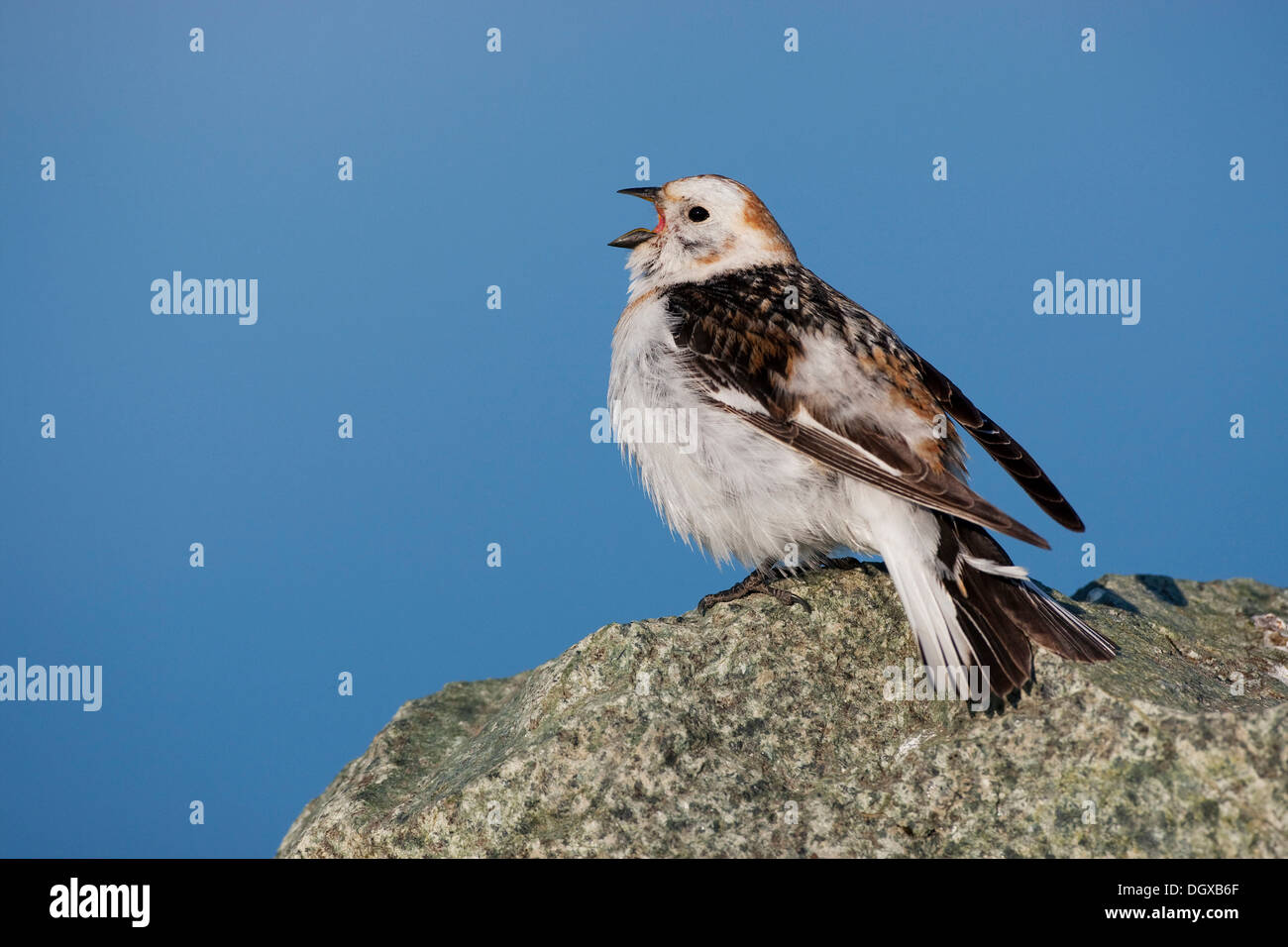 Bruant des neiges (Plectrophenax nivalis), mâle chanteur, Joekulsarlon, Islande, Europe Banque D'Images