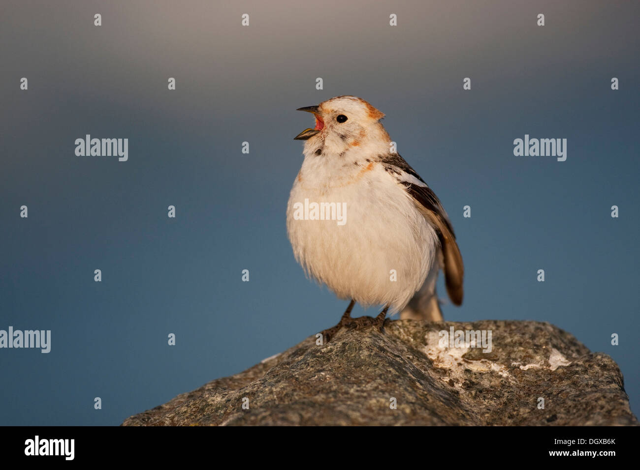 Bruant des neiges (Plectrophenax nivalis), mâle chanteur, Joekulsarlon, Islande, Europe Banque D'Images