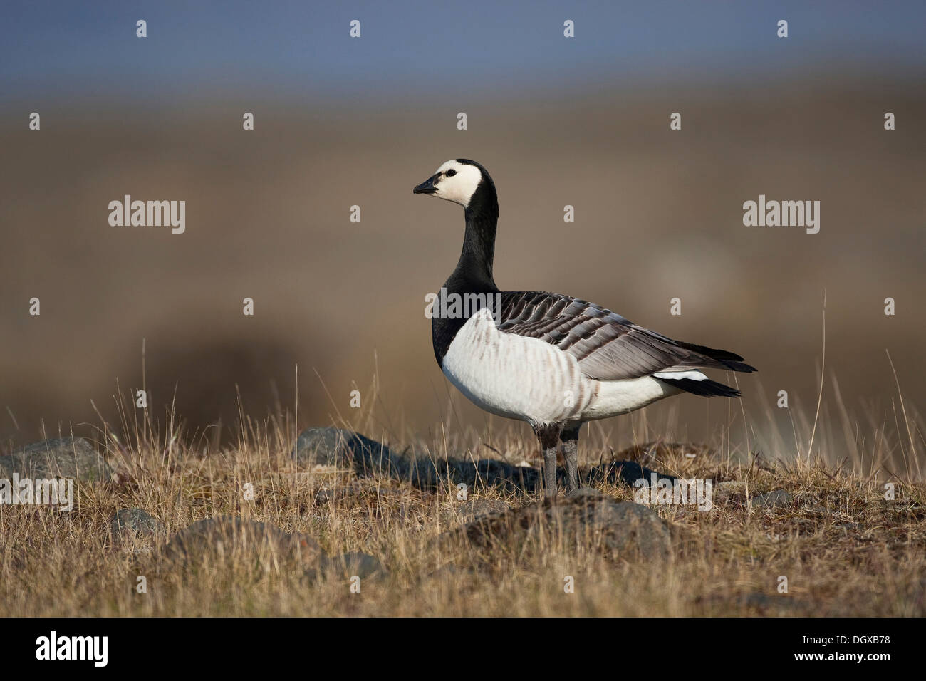 Bernache nonnette (Branta leucopsis), d'oiseaux adultes, Joekulsarlon, Islande, Europe Banque D'Images