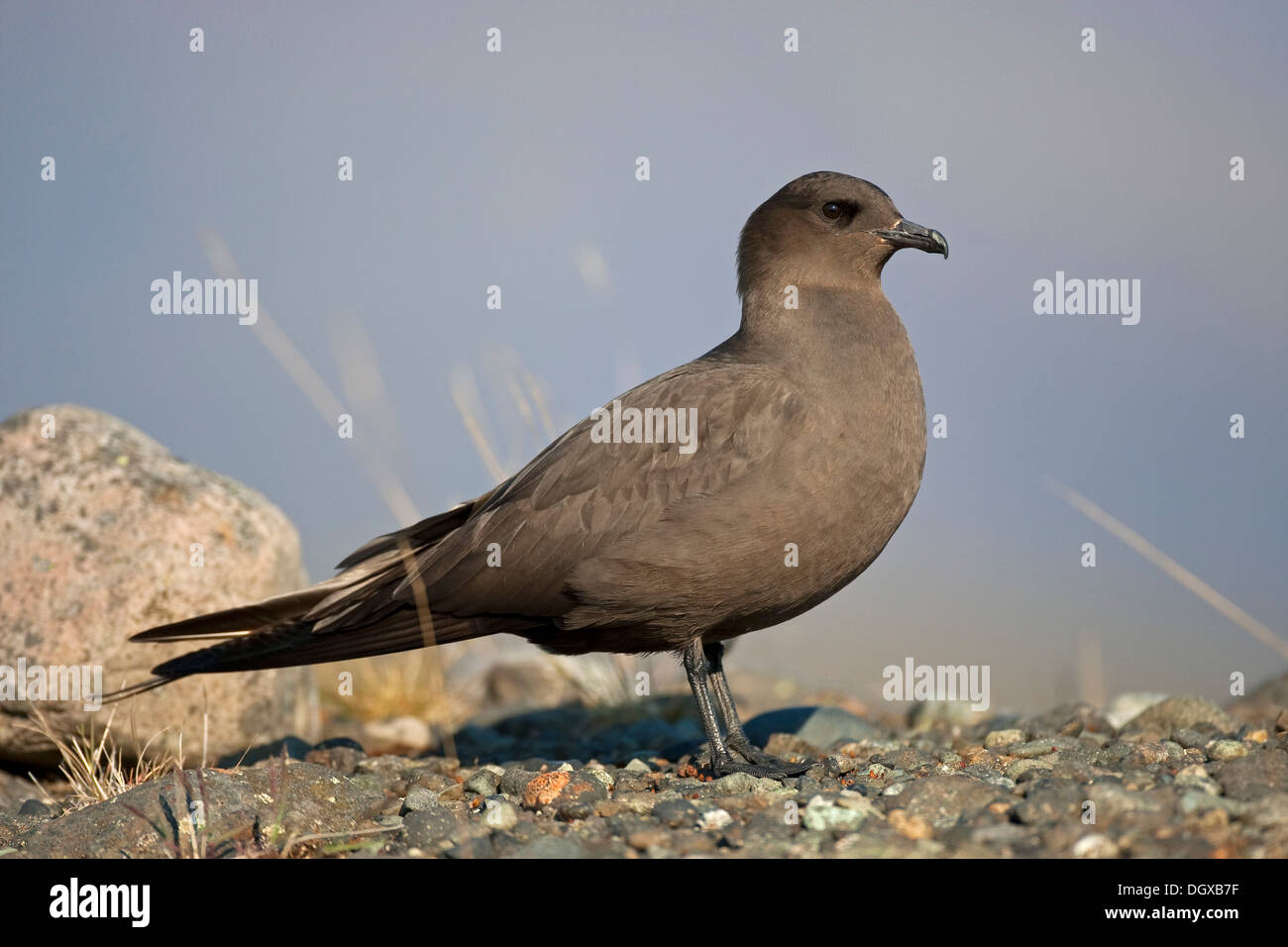 Labbe parasite (Stercorarius parasiticus), plumage brun foncé, Joekulsarlon, Islande, Europe Banque D'Images