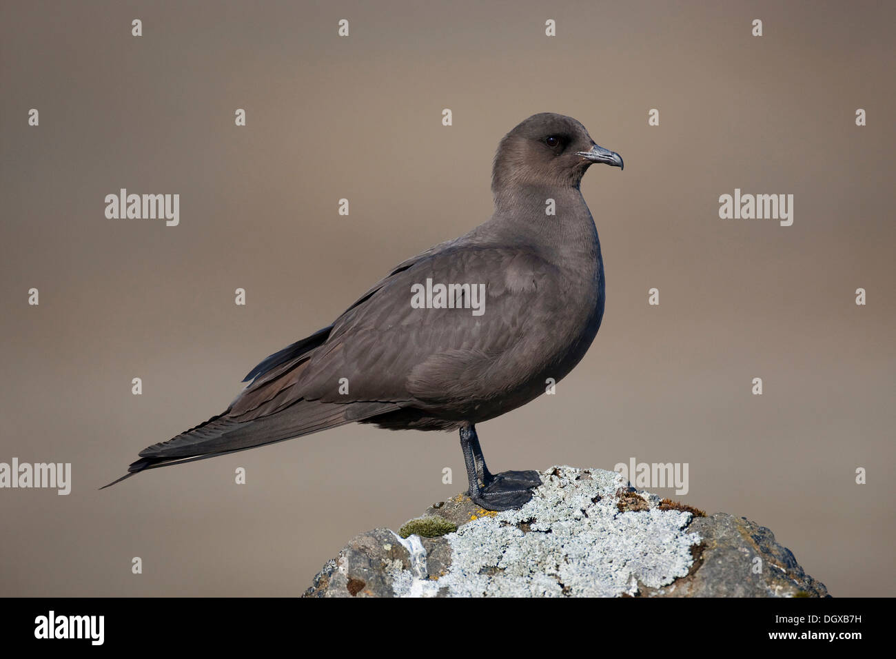 Labbe parasite (Stercorarius parasiticus), plumage brun foncé, Joekulsarlon, Islande, Europe Banque D'Images