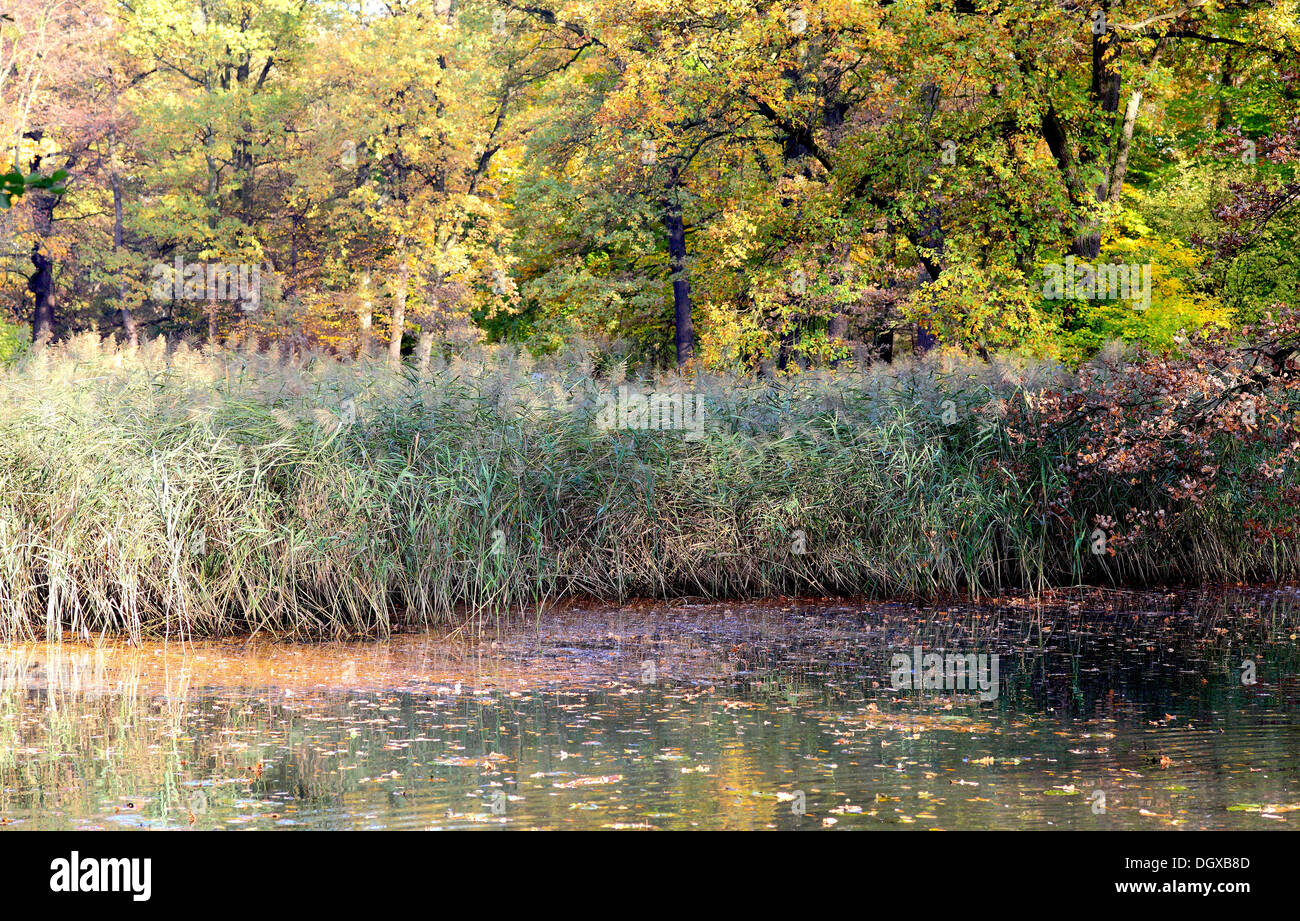 L'eau encore tranquille de roseaux et couleurs d'automne Banque D'Images
