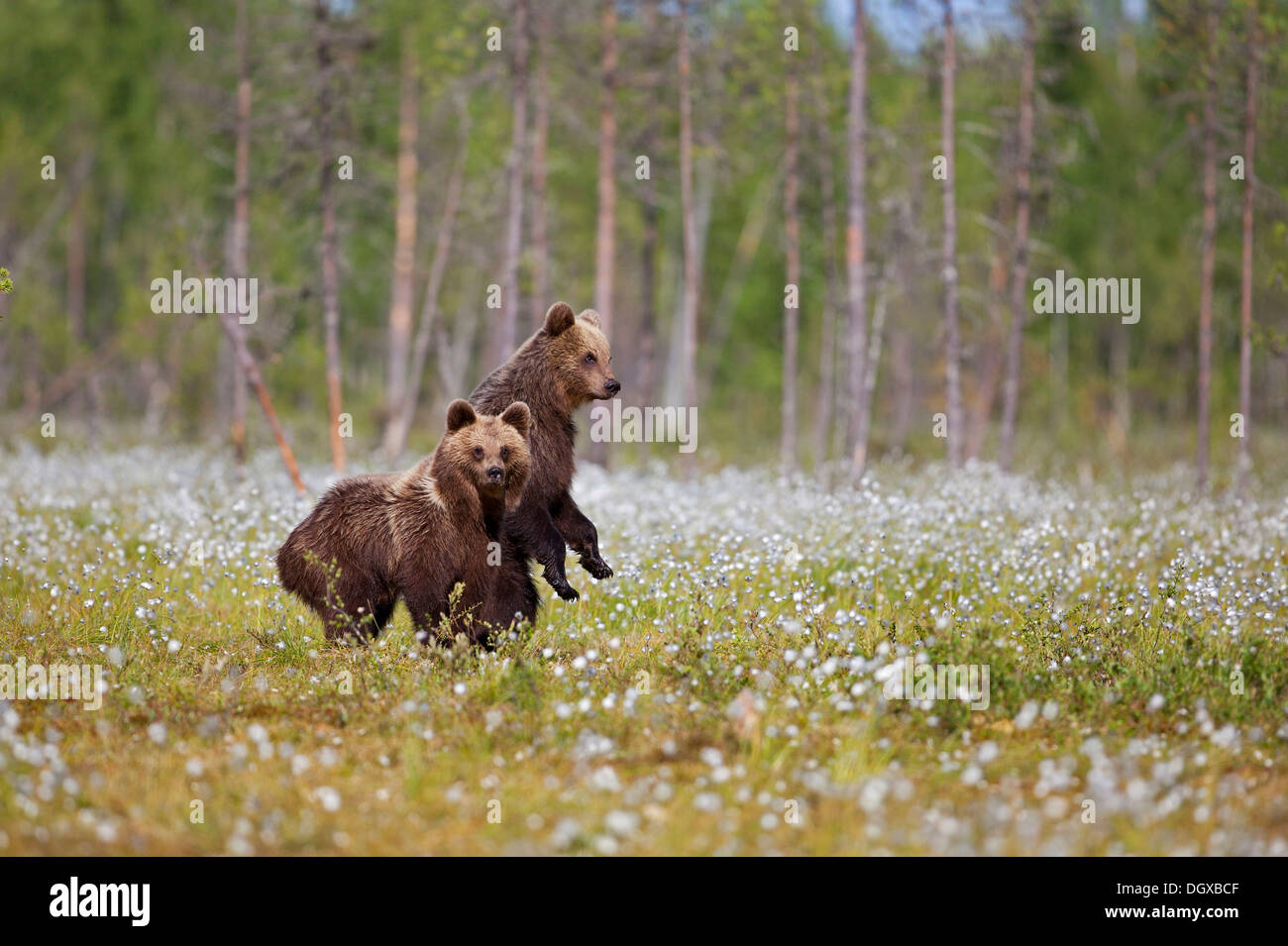 Ours brun (Ursus arctos) dans une tourbière avec du coton de l'herbe, Finlande, Europe Banque D'Images