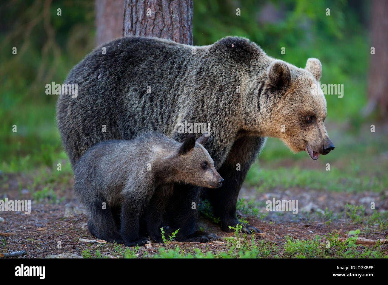 Ours brun (Ursus arctos), femelle avec un cub, Karelia, Finlande Banque D'Images