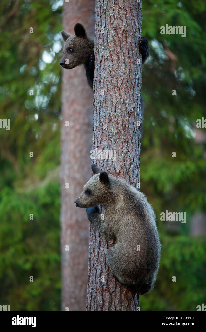 Ours brun (Ursus arctos) oursons escalade un arbre, Karelia, Finlande Banque D'Images