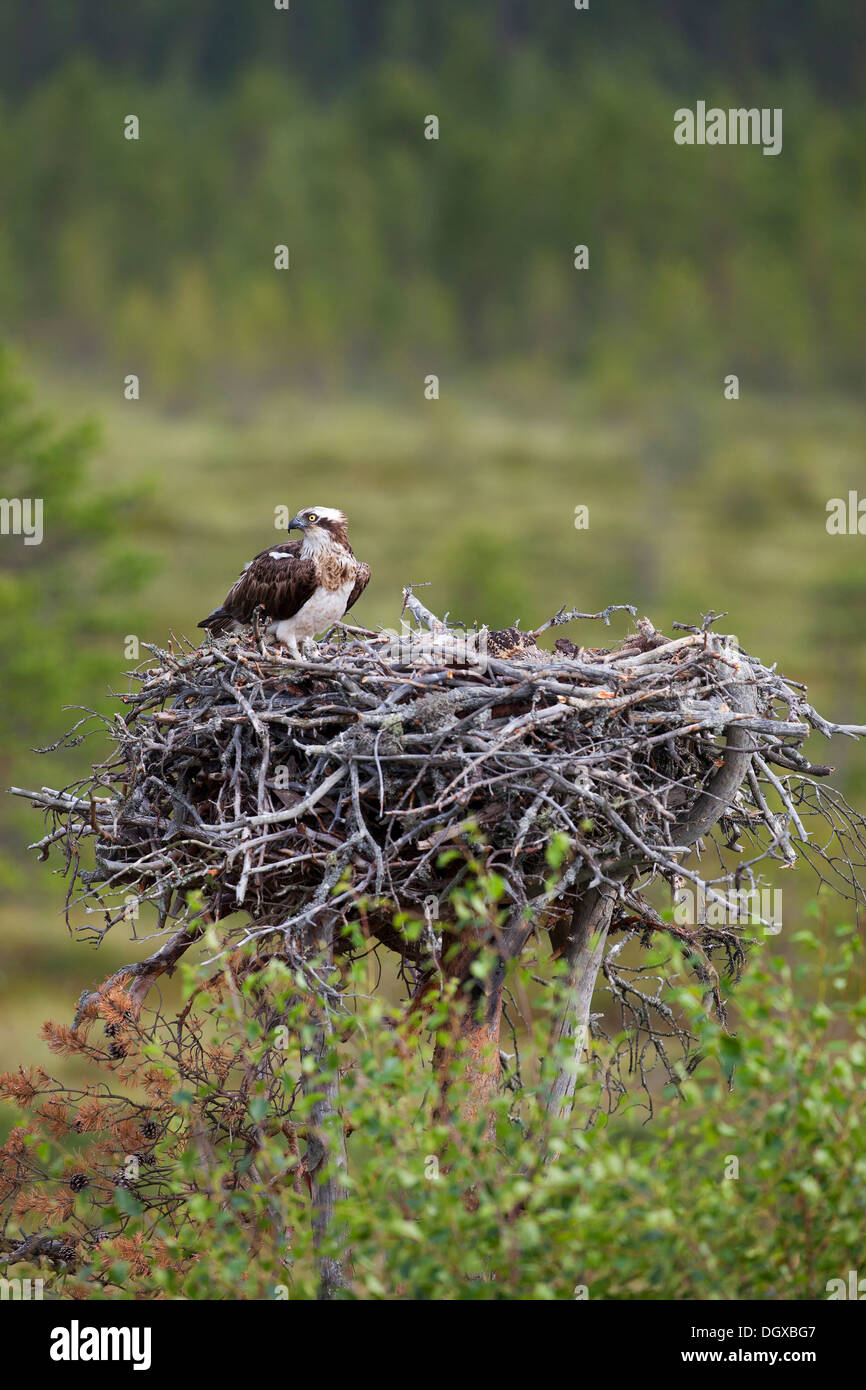 Sea Hawk ou balbuzard (Pandion haliaetus) perché sur son nid d'aigle, sous-région de Kajaani, Finlande Banque D'Images