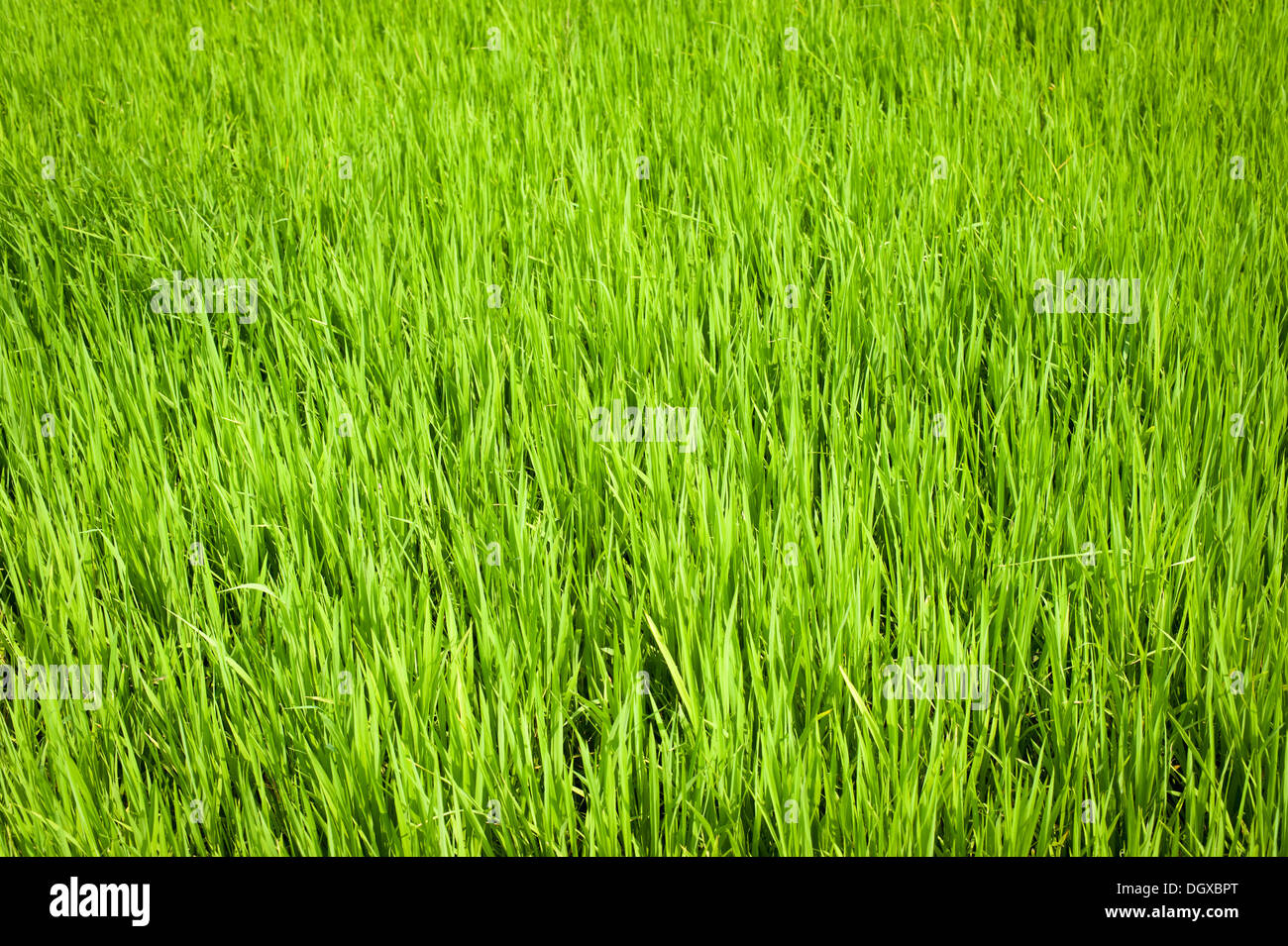 Arrière-plan de la nature. Texture vert de champ de riz. L'Inde du Sud. Tamil Nadu Banque D'Images