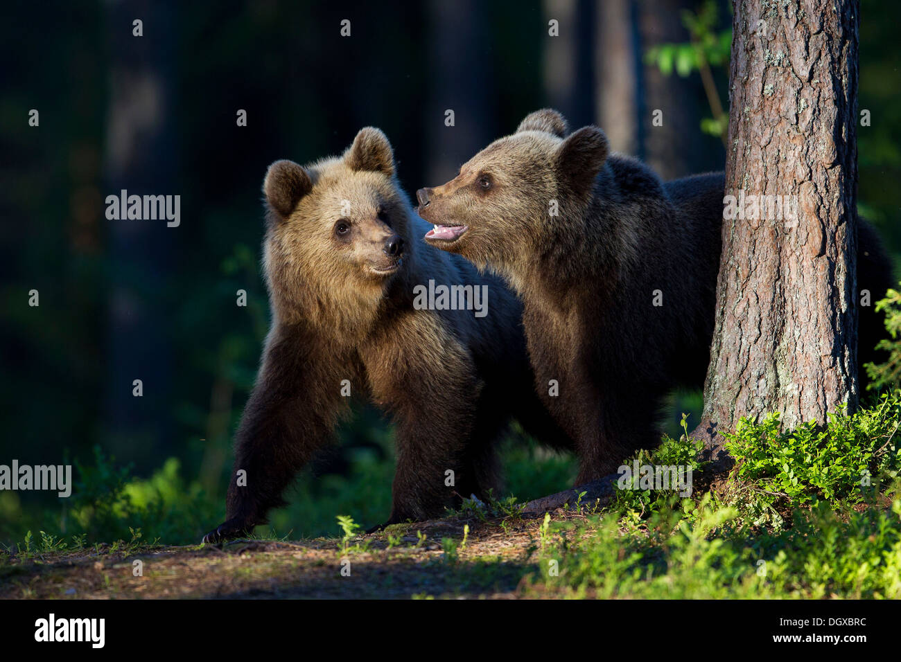 Ours brun (Ursus arctos), Carélie, Finlande Banque D'Images