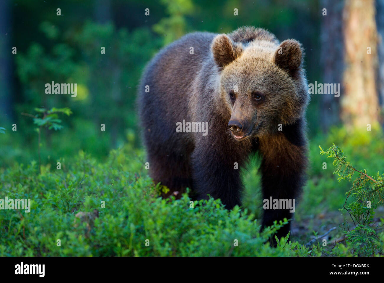 Ours brun (Ursus arctos), Carélie, Finlande Banque D'Images