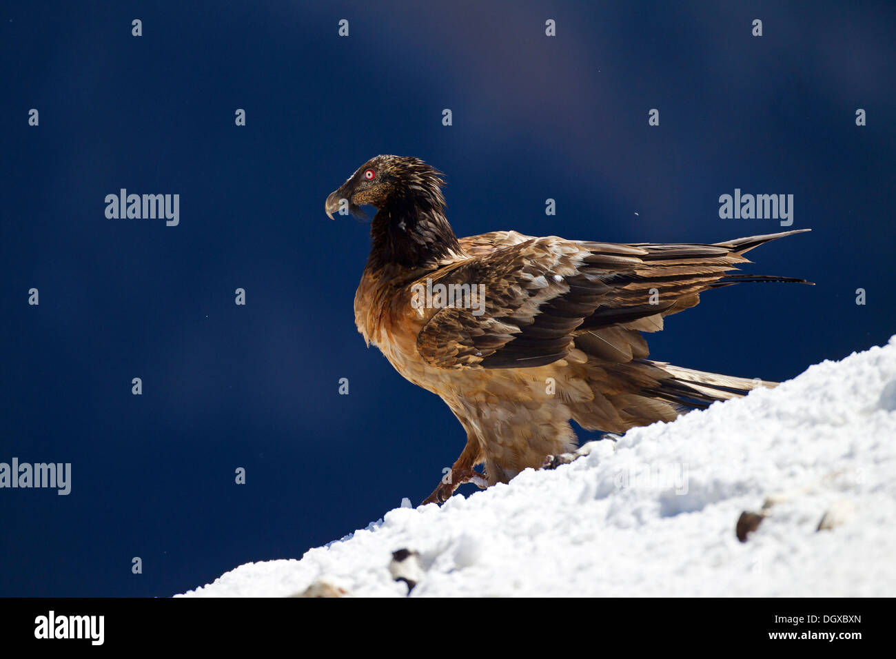 Gypaète barbu (LIC)), les oiseaux immatures, Pyrénées, Aragon, Espagne Banque D'Images