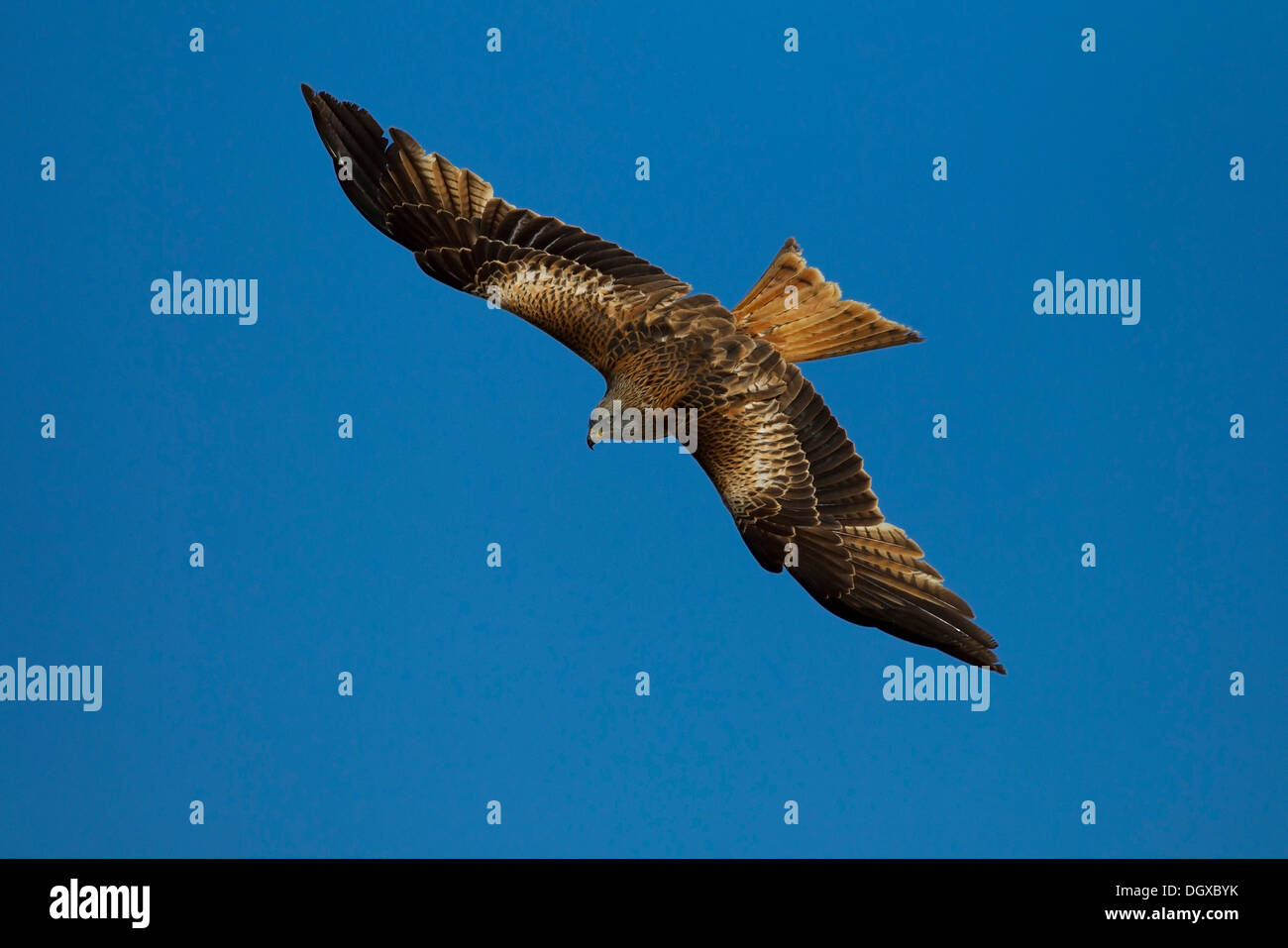 Le Milan royal (Milvus milvus) en vol, Pyrénées, Aragon, Espagne Banque D'Images