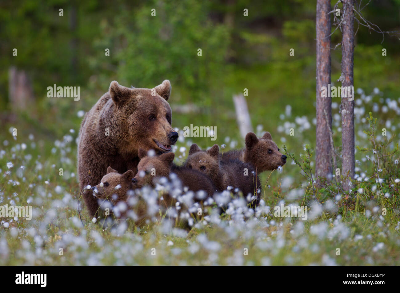 Ours brun (Ursus arctos) avec oursons, Karelia, Finlande Banque D'Images