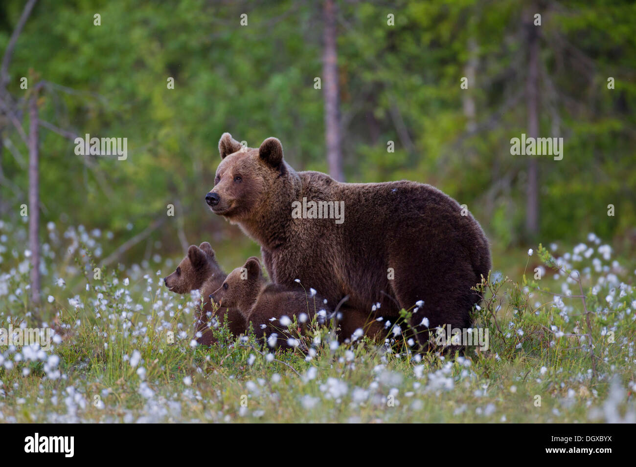 Ours brun (Ursus arctos) avec oursons, Karelia, Finlande Banque D'Images