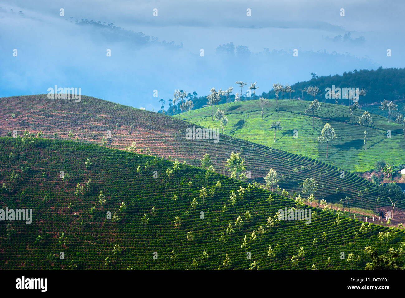 Lever tôt le matin avec brouillard à la plantation de thé. Munnar, Kerala, Inde. Nature fond Banque D'Images Lever tôt le matin avec brouillard à la plantation de thé. Munnar, Kerala, Inde. Nature fond Banque D'Images