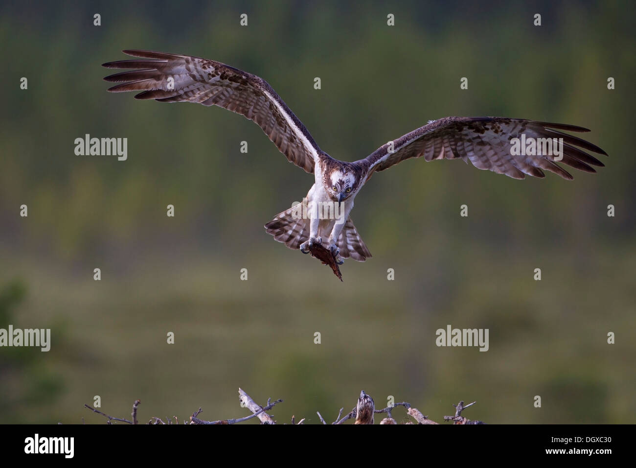 Sea Hawk ou balbuzard (Pandion haliaetus) avec matériel de nidification près d'atterrir sur un nid d'aigle, sous-région de Kajaani, Finlande Banque D'Images