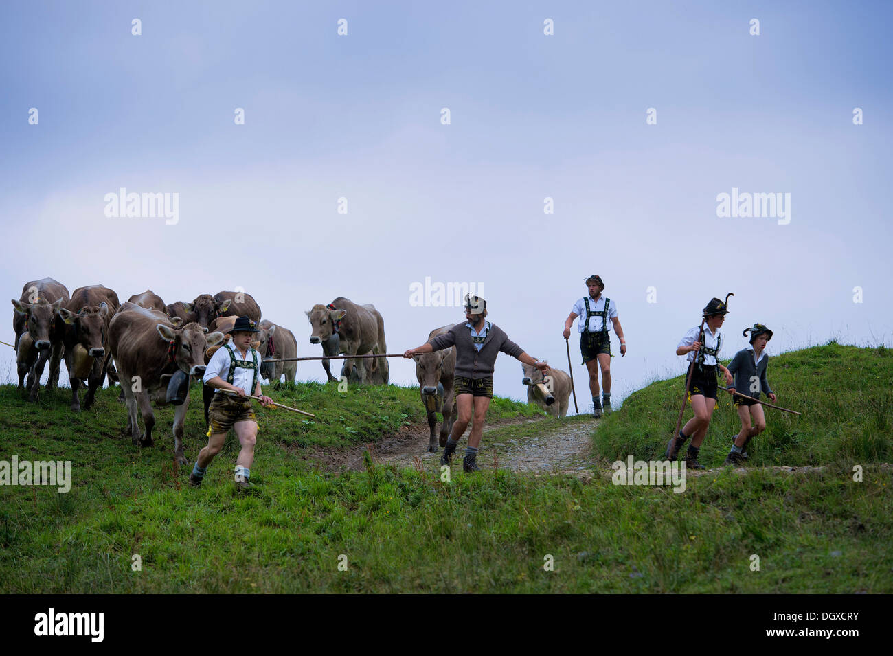 Bergers avec un troupeau de bovins au cours de la Viehscheid de bétail, Gunzesried, Allgäu, Bavière, Allemagne Banque D'Images