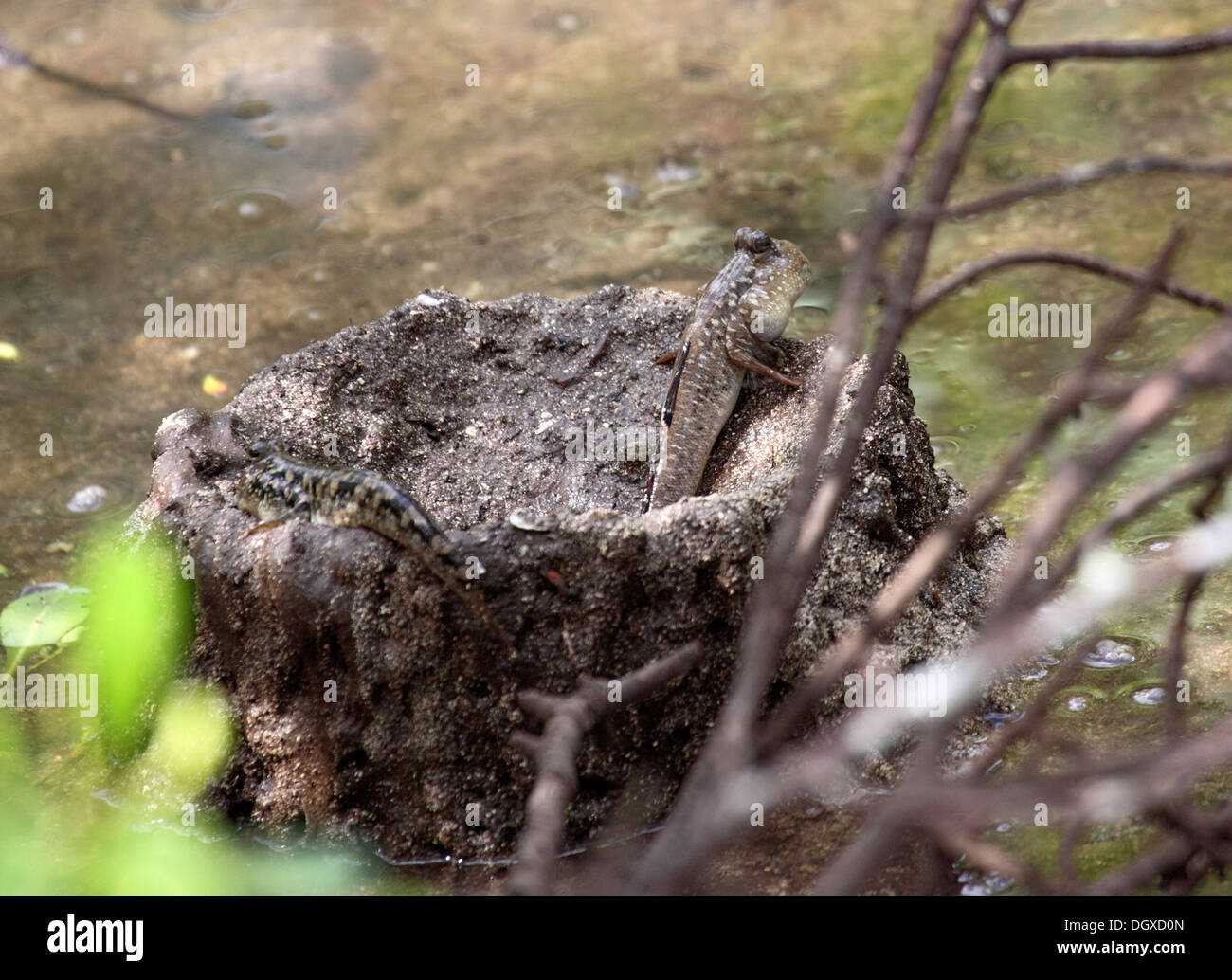 Mudskippers commun en Mangrove aux Seychelles Banque D'Images