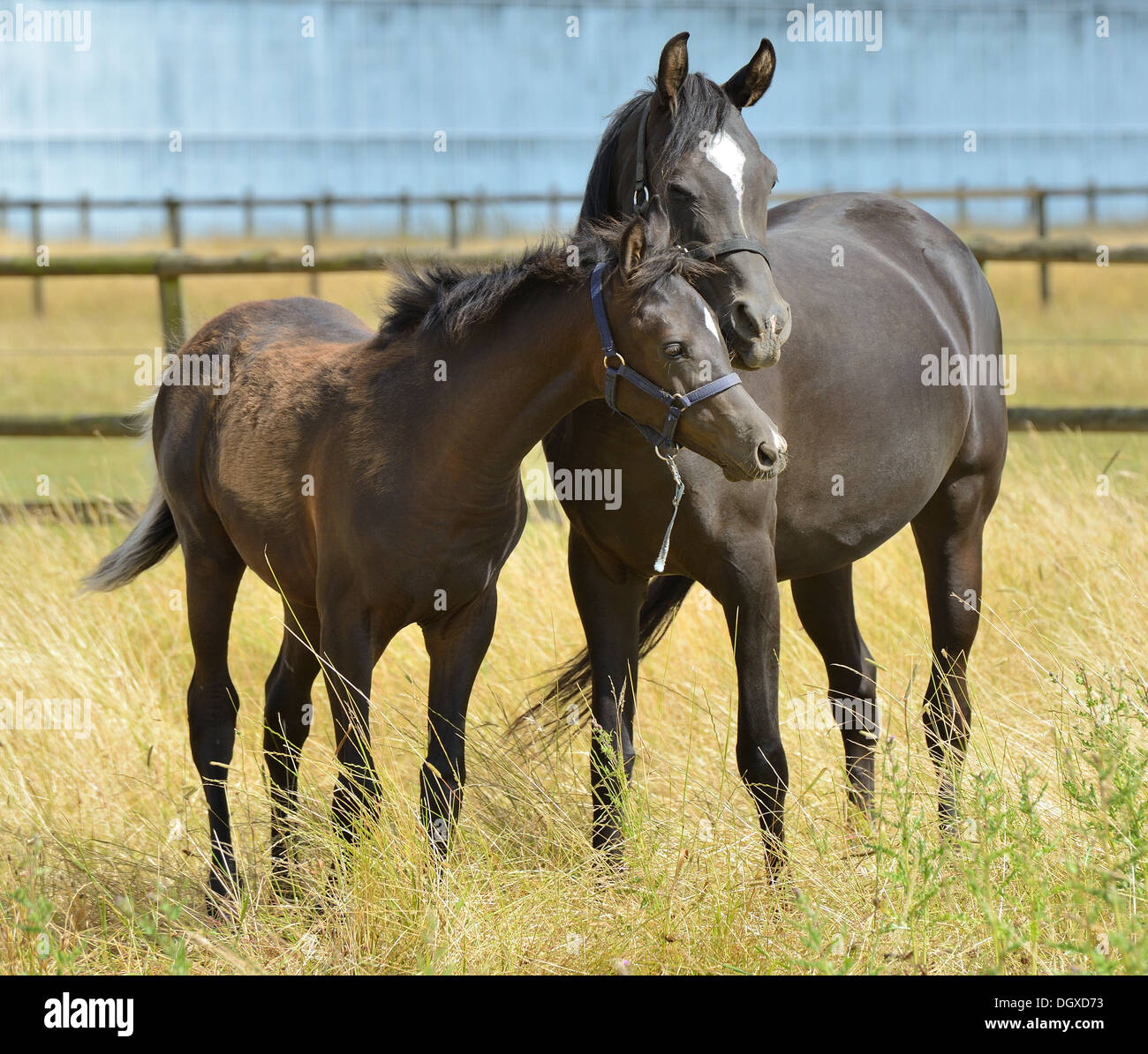 Jument et son poulain arabe noir debout dans un enclos herbeux Banque D'Images