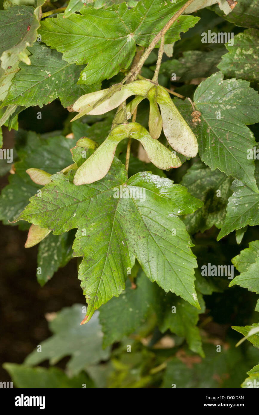 Sycomore, Acer pseudoplatanus, feuilles et fruits dispersées par le vent. Banque D'Images