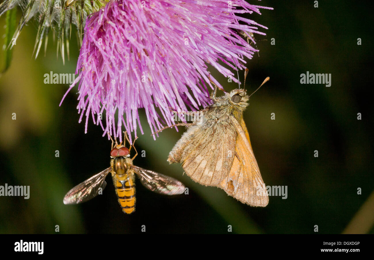 Grand Patron papillon, Ochlodes sylvanus  = Ochlodes venata avec de la marmelade hoverfly, sur thistle ; Dorset. Banque D'Images