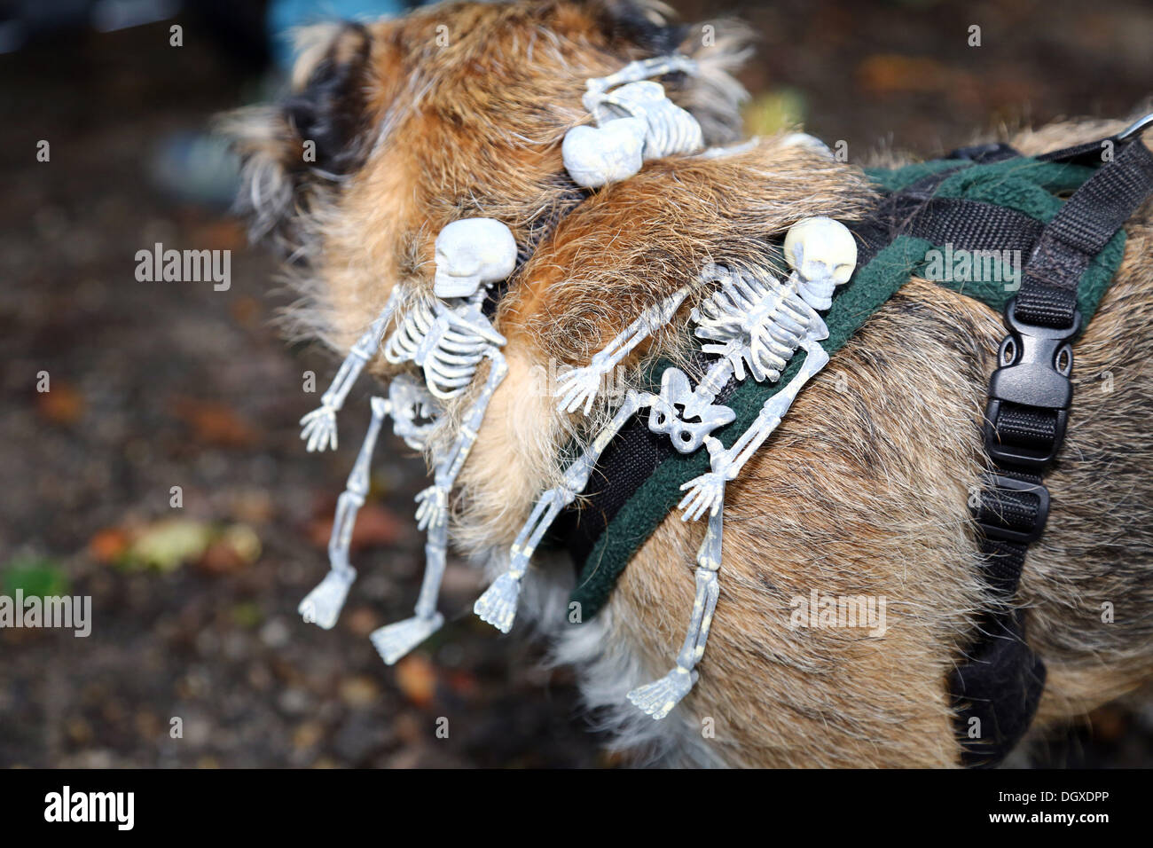 Londres, Royaume-Uni. 27 Oct, 2013. Tous les chiens Question Fancy Dress Halloween Dog Walk, Hampstead Heath, London Crédit : Paul Brown/Alamy Live News Banque D'Images