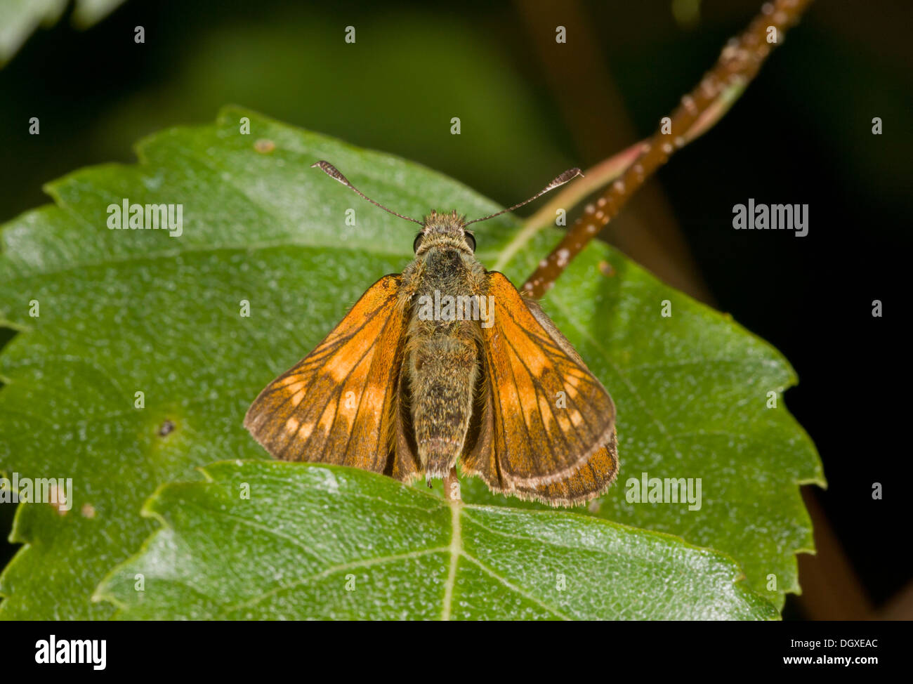 Grand Patron papillon, Ochlodes sylvanus  = Ochlodes venata au soleil, Dorset. Banque D'Images