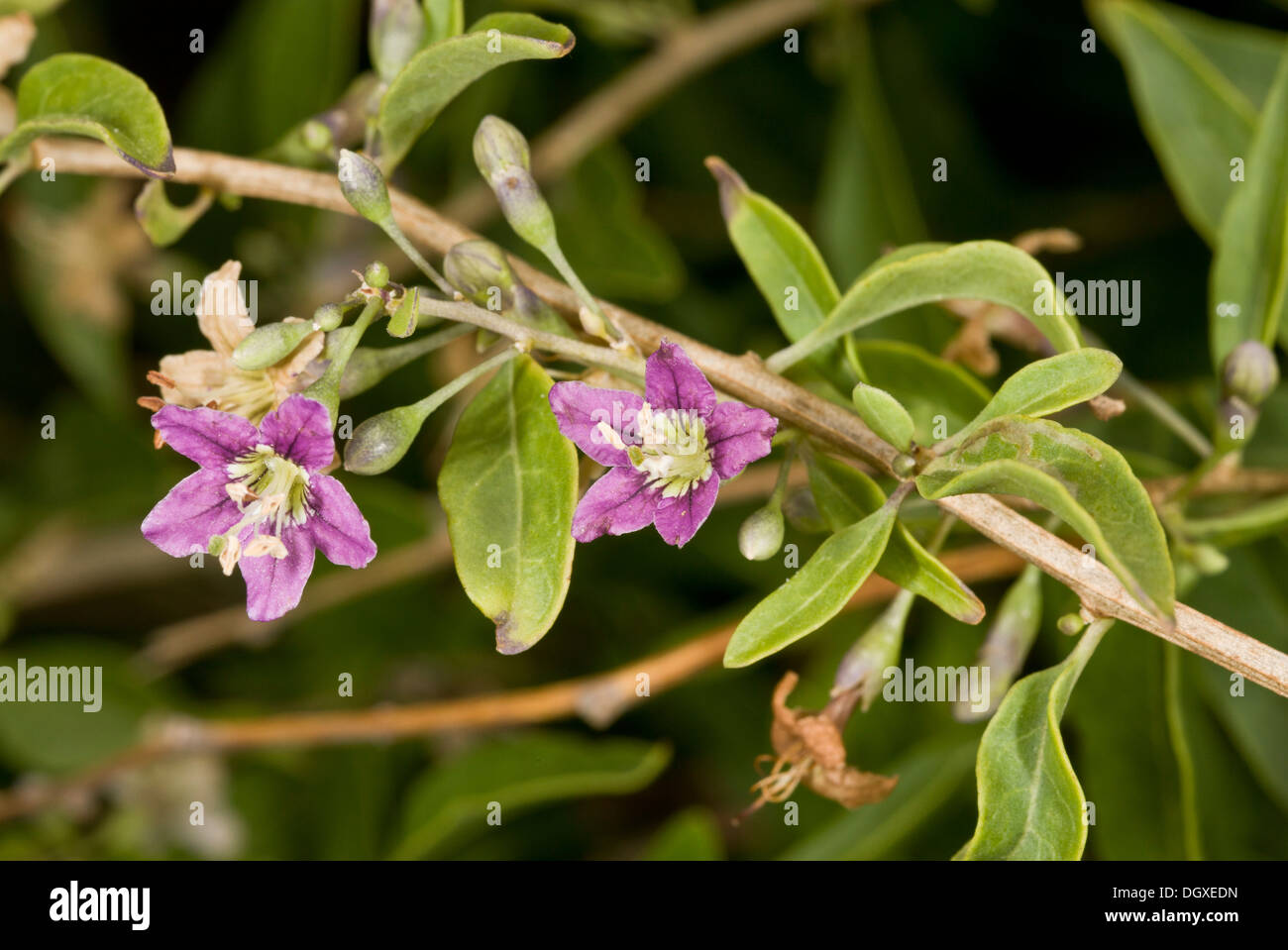 Le duc d'Argyll, Teaplant Le Lycium barbarum en fleur. À partir de l'origine de la CINA, naturalisé sur la côte du Dorset. Banque D'Images